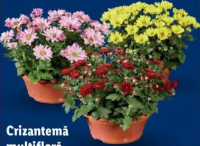 Crizantemă multifloră în coș decorativ 1 buc.