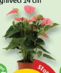 Anthurium Royal ghiveci 14 cm