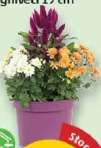 Mix Flori ghiveci 19 cm