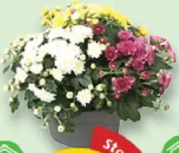 Crizantemă Bidermeier ghiveci 13 cm