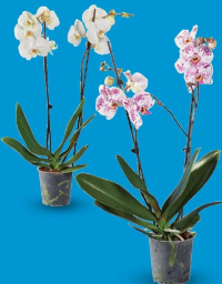 Phalaenopsis cu 2 tije florale