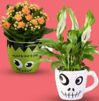 Plante cu flori în ghiveci ceramic 1 buc.