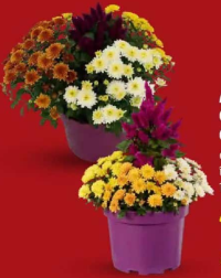 Aranjament floral Crizantema / Celosia 1 buc.