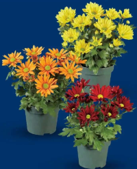 Crizantemă multifloră
