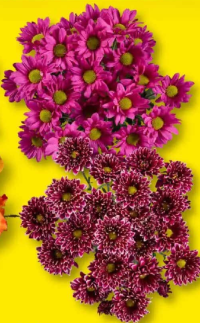 Buchet crizanteme 3 fire