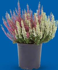 Calluna vulgaris în două culori