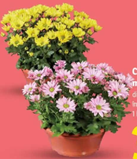 Crizantemă multifloră 1 buc.