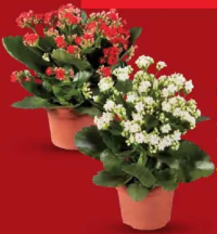Kalanchoe 1 buc.