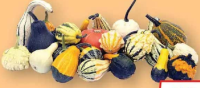 Dovlecei decorativi diverse sortimente