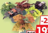 Heuchera mix 12cm