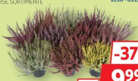 Calluna diverse sortimente 11cm